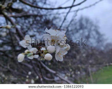 Late-winter bloom: Flowers on a tree without leaves on a foggy morning