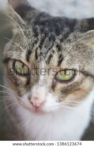 portrait of green eyes funny cat