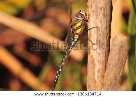 Dragon fly upright on Reed