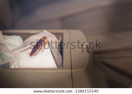 Vintage images of cockroaches inside the car. Concept of eliminating cockroaches that are pathogens