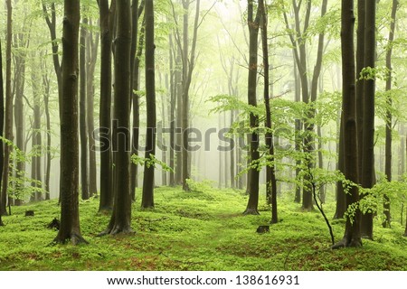 Spring beech forest in the mountains of the southern Polish. Royalty-Free Stock Photo #138616931
