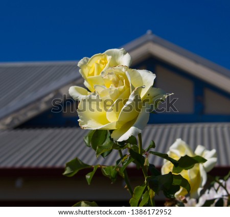 Stunningly magnificent romantic beautiful  pale canary yellow hybrid tea roses blooming  in spring, summer and autumn  adds fragrance and color to the urban  landscape.