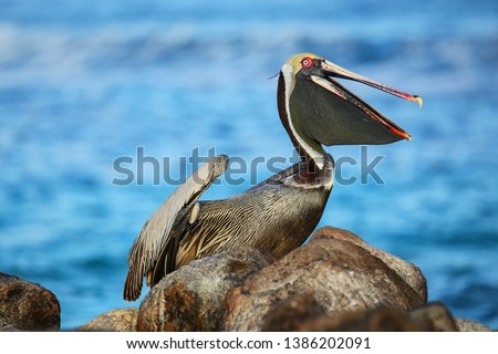 Brown pelican (Pelecanus occidentalis) on Espanola Island, Galapagos National park, Ecuador. Royalty-Free Stock Photo #1386202091