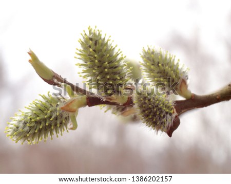 Salix alba. Salix acutifolia. Photo of inflorescence of willow in a cloudy spring day. Can be used for calendars or greeting cards. Good for designers.
