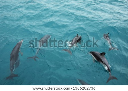 Dusky dolphins swimming off the coast of Kaikoura, New Zealand. Kaikoura is a popular tourist destination for watching and swimming with dolphins.