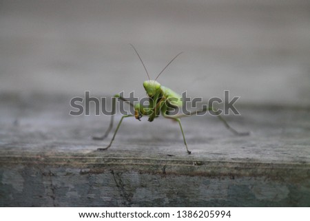 Praying mantis is watching me taking a picture.