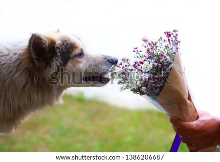 the dog and flower bouquet 