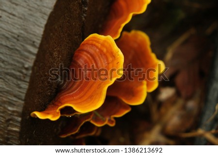 Natural mushrooms in the forest