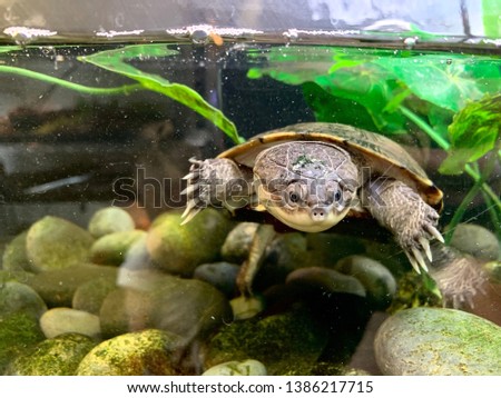 African side neck turtle swimming
