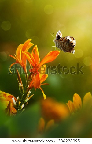 butterfly break on the flower in the sunny morning 