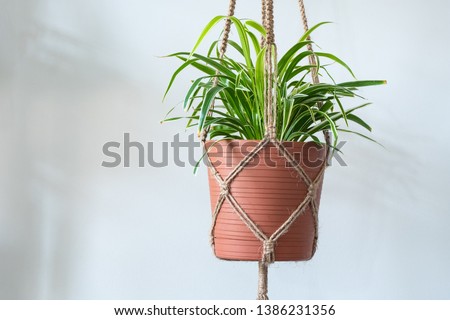 A Jute Twine macrame plant hanger with a Spider Plant (Chlorophytum Comosum) inside of a planter. Royalty-Free Stock Photo #1386231356