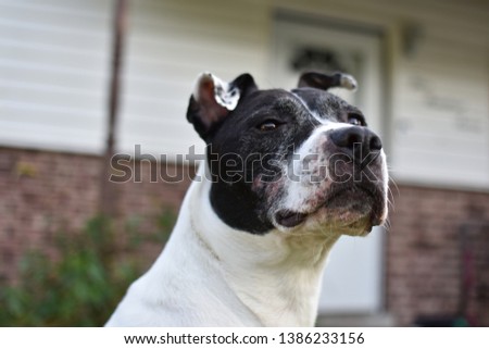 Portrait of a Black and White Boxer Dog Mix