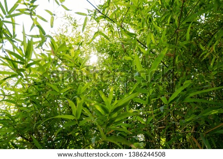 The picture of the green bamboo tree