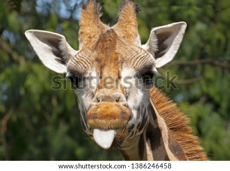 A naughty Giraffe.  A humorous photo close up of the head of a giraffe, angled straight on to its face and the giraffe has its tongue poking straight out as if making a rude gesture