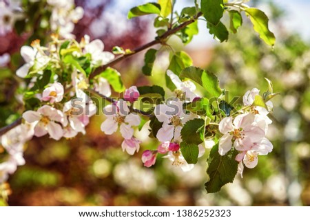 a branch of Apple blossoms . Flowering branches of fruit trees
