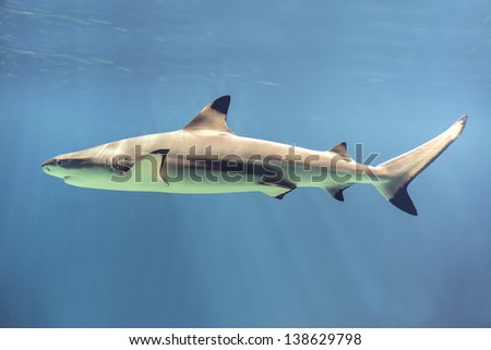 Picture of a floating shark in ocean