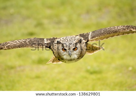 picture of a flying eagle owl