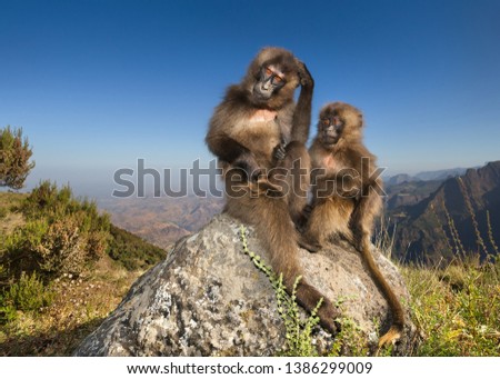 Close up of baby Gelada monkeys sitting on a rock in Simien mountains, Ethiopia.