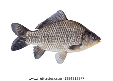 Freshwater fish isolated on white background closeup. The Prussian carp, silver Prussian carp or Gibel carp  is a fish in the carp family Cyprinidae, type species: Carassius carassius. Royalty-Free Stock Photo #1386313397