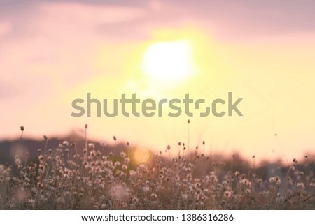 Field-Grassland and Sky in the evening before sunset-Background