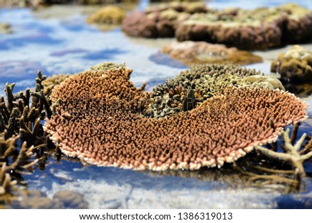 Beautiful coral during low tide water sea in Sipadan Island, Semporna. 