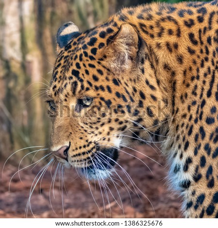     Leopard, a beautiful panther, portrait of profile 