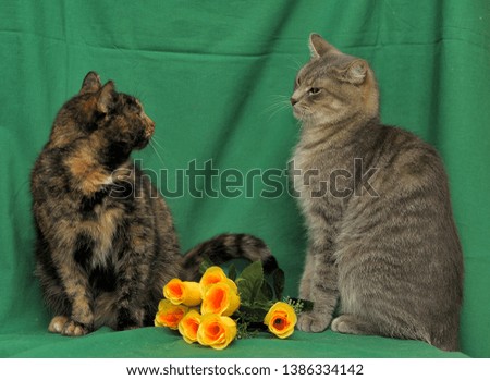 two cats and roses on a green background