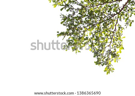 Green leaf and branches on white using as background and wallpaper.