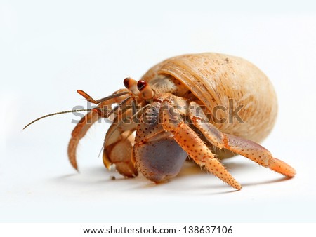 Hermit Crab from Caribbean Sea isolated on white background Royalty-Free Stock Photo #138637106