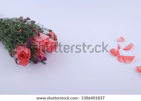 Fresh rose flower isolated on white background
