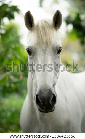 close up of a horse in the field