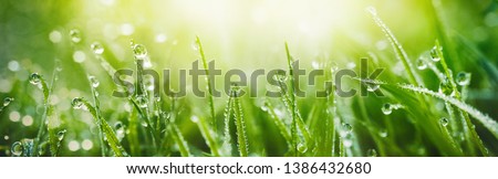 Juicy lush green grass on meadow with drops of water dew in morning light in spring summer outdoors close-up macro, panorama. Beautiful artistic image of purity and freshness of nature, copy space. Royalty-Free Stock Photo #1386432680
