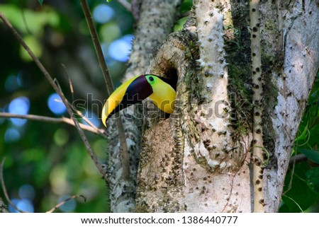 Chestnut mandibled Toucan peeping out of its nest