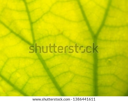 Lines slight green leaf out of focus, soft blur background