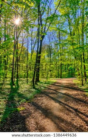 Forest road in sunshine with green luminous leaves along the wayside. The bright sun shines through the treetops on the way. Forest picture in portrait format.Sun