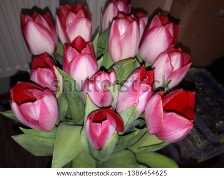 Dual colored white and pink tulips in bouquet gifting on bithday. Photos with dual colored flowers. Picture of tulips flowers. Present for Mother Day. Flowers Image
