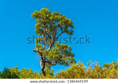 Cork oaks in the Massif de l'Esterel near Antheor in the Department Var of the province Provence-Alpes-Cote d´Azur