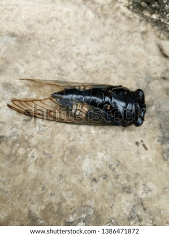 dead black grasshopper that fell