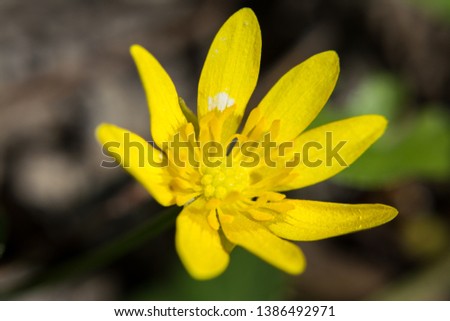 Yellow spring floral flower macro nature blossom blurred background