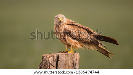 red kite sitting on a branch on the look for food