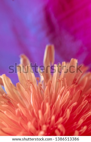spring background of flowers. multi-colored conceptual background. red Taraxacum macro photography