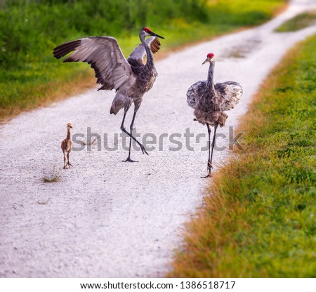 Sand Hill Crane family on dirt patch in the nature preserve Royalty-Free Stock Photo #1386518717