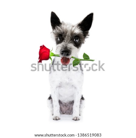 valentines poodle  dog holding a rose with mouth as a gift , isolated on white background