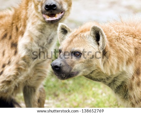 Wild Spotted Hyenas on the Hunt