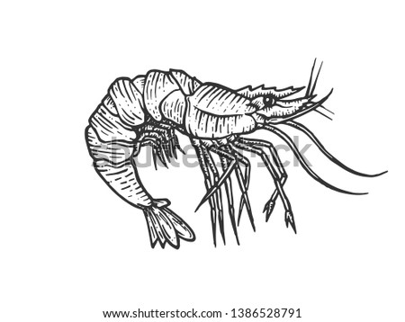 Shrimp sea Caridea animal engraving raster illustration. Scratch board style imitation. Black and white hand drawn image.