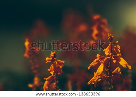 Bright orange tropical flowers on blurred dark background
