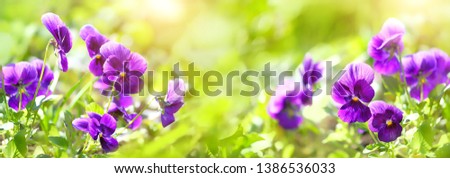 Beautiful blossoming violas Flowers close up, floral green natural background. purple pansies in garden. spring, Summer season. gentle flowering nature image. template for design. banner. copy space