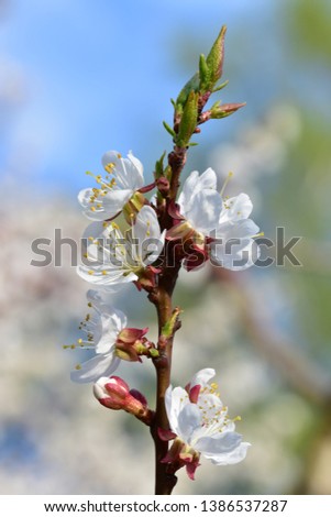 Vertical twig of blossoming white sakura close-up on bokeh background of tree branches
