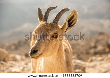 Female nubian ibex - desert mountain goat, Negev Israel