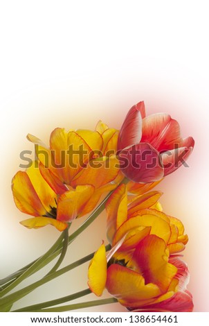 Tulip.Flower holiday card